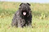BOUVIER DES FLANDRES 118